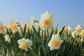 Image showing Daffodils in a field