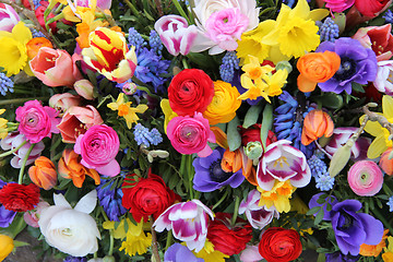 Image showing Spring flowers in bright colors