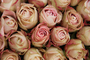 Image showing Pale pink roses