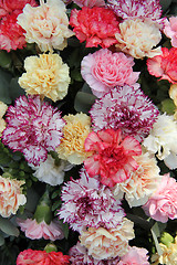 Image showing Pastel carnations