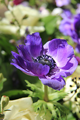 Image showing Purple anemone in bridal bouquet