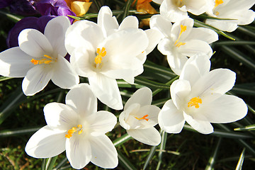 Image showing White crocusus in spring sunlight