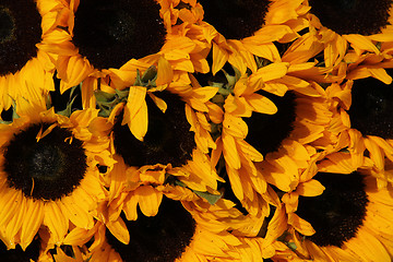 Image showing Big group of sunflowers