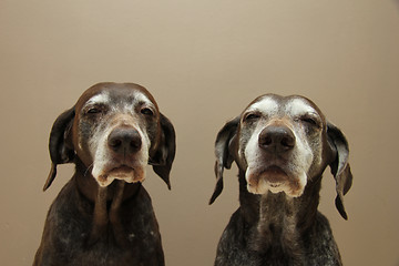 Image showing Senior pointer Sisters, almost 13 years old