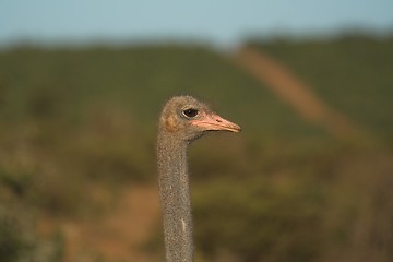 Image showing Ostrich