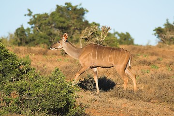 Image showing Kudu Female