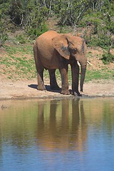 Image showing Elephant