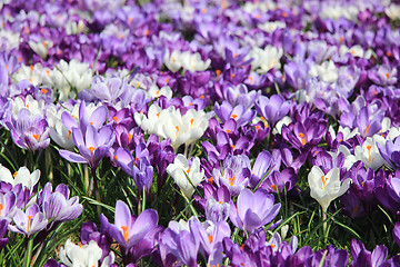 Image showing Group of crocuses