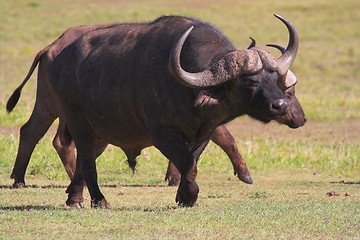 Image showing Running Buffalo
