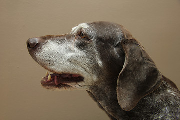 Image showing German shorthaired pointer, female