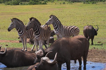 Image showing Zebra & Buffalo