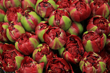 Image showing Deep red peony buds