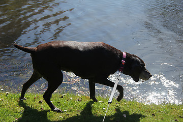 Image showing German shorthaired pointer, female, wet after swimming in a pond