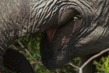 Image showing Elephant mouth