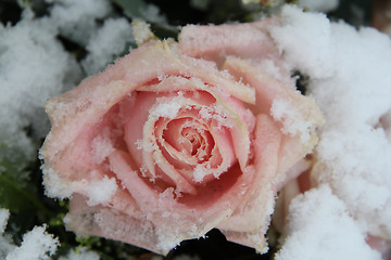 Image showing Snow covered pink rose