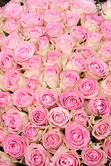 Image showing Pink roses in a group