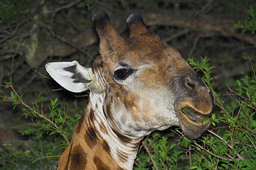 Image showing Feeding Giraffe