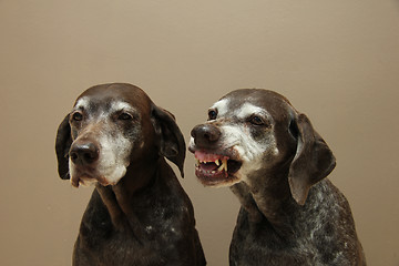 Image showing Senior pointer Sisters, almost 13 years old