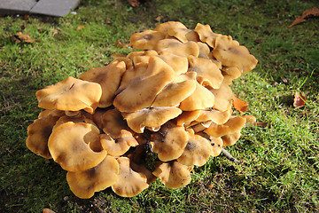 Image showing Group of mushrooms