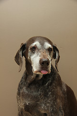 Image showing German shorthaired pointer, female