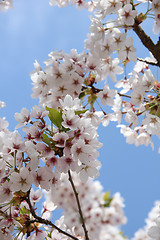 Image showing White cherry blossom