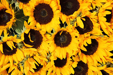 Image showing Big group of sunflowers