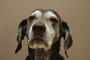 Image showing German shorthaired pointer, female