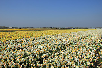 Image showing White and yellow daffodils