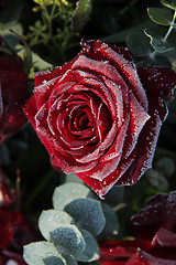 Image showing Frosted red rose