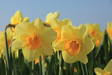 Image showing Yellow daffodils in a field