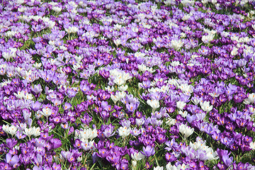 Image showing Group of crocuses