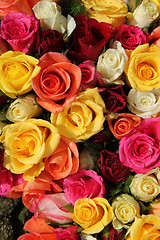 Image showing Multicolored roses 