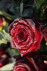 Image showing Frosted red rose