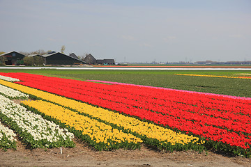 Image showing Tulips in various colors on a field