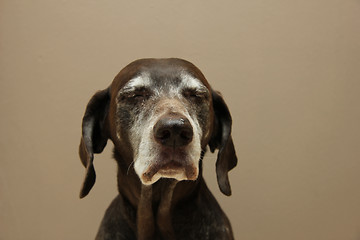 Image showing German shorthaired pointer, female