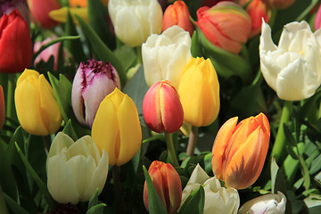 Image showing Mixed tulip bouquet