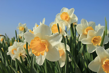 Image showing White and yellow daffodils