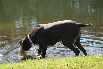 Image showing German shorthaired pointer, female, swimming in a pond