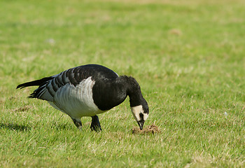 Image showing Barnacle goose