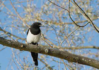 Image showing Magpie