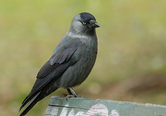 Image showing Jackdaw