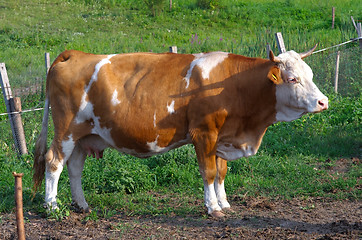 Image showing Cow