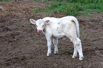 Image showing White calf