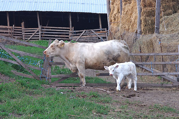 Image showing Calf and cow