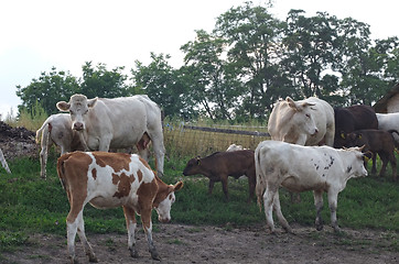 Image showing Cow farm