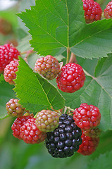 Image showing Blackberry plant