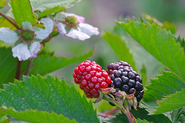 Image showing Blackberry flower and fruit