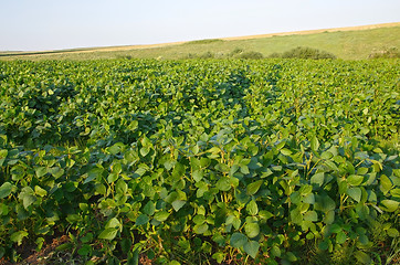 Image showing Soya field