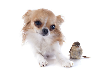 Image showing chihuahua and sparrow