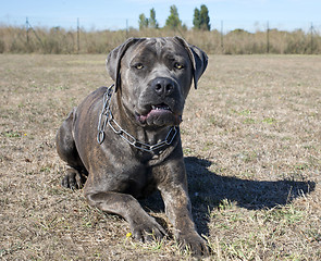 Image showing cane corso